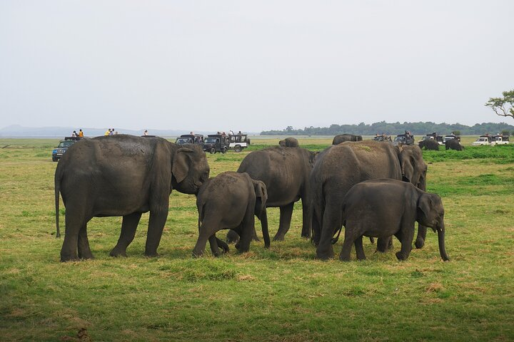 Elephant gathering